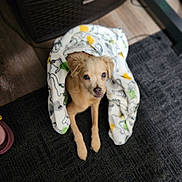 Waffles is registered to the contest to win money with this photo: puppy, dog, blanket, indoor, floor, carpet, cute, small_dog, pet, animal, fur, looking_up, cozy, snug, curious, brown_fur, domestic_animal, young_dog, sitting, wrapped