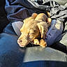 Waffles joined the competition — help win amazing prizes! puppy, dog, sleeping, car_seat, leather, sunlight, paw, fur, cute, pet, animal, relaxing, nap, small_dog, cozy, closeup, domestic_animal, resting, adorable, warm_light