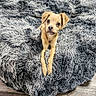 Waffles joined the competition — help win amazing prizes! puppy, dog, pet, cute, fluffy_rug, tan_fur, small_dog, looking_up, indoor, cozy, flooring, wood_floor, animal, domestic_animal, young_dog, laying_down, fur_texture, adorable, companion, relaxed