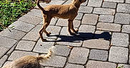 Waffles is registered to the contest to win money with this photo: dog, outdoor, pavement, sunlight, shadow, grass, pet, animal, walkway, stone, nature, daytime, canine, sniffing, tail, fur, sidewalk, background, alert, playful