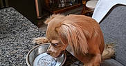 Waffles joined the competition — help win amazing prizes! dog, small_dog, tan_dog, long_ears, pet, drinking, water_bowl, metal_bowl, granite_countertop, chair, indoor, bar_cart, furniture, home, cozy, animal, cute, domestic, table, kitchen