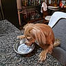 dog, small_dog, tan_dog, long_ears, pet, drinking, water_bowl, metal_bowl, granite_countertop, chair, indoor, bar_cart, furniture, home, cozy, animal, cute, domestic, table, kitchen