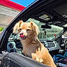 Waffles is registered to the contest to win money with this photo: dog, vehicle, car_interior, window, sunlight, tongue_out, cute, pet, outdoor, blue_sky, red_roof, black_car, small_dog, fur, animal, daytime, playful, canine, transportation, window_open