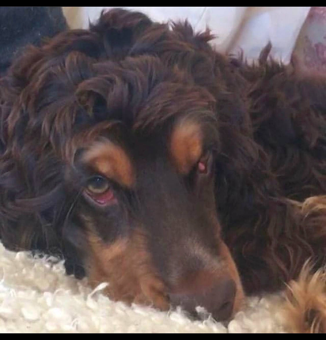 Norman a rejoint le concours — aidez-le/la à gagner de superbes lots ! canidae, carnivore, companion_dog, dog, dog_breed, fawn, fur, happy, liver, pont_audemer_spaniel, puppy, puppy_love, spaniel, sporting_group, terrier, toy_dog, water_dog, whiskers, working_animal, working_dog