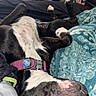 bed, bedroom, belly_up, black_and_white, blanket, close_up, collar, dog, furry, home, indoor, lying_down, nap, pet, pink_collar, pit_bull, portrait, relaxed, sleeping, upside_down