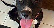 Fae Marie joined the competition — help win amazing prizes! animal, black_dog, brown_couch, canine, companion, couch, cute, dog, domestic, ears_up, floor_tile, friendly, happy, indoor, looking_up, pet, rug, sitting, tongue_out, white_paws
