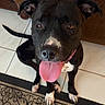 animal, black_dog, brown_couch, canine, companion, couch, cute, dog, domestic, ears_up, floor_tile, friendly, happy, indoor, looking_up, pet, rug, sitting, tongue_out, white_paws