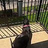 Fae Marie is registered to the contest to win money with this photo: animal, back_view, balcony, black_dog, concrete, dog, fence, grass, outdoor, patio, pet, pink_collar, railing, residential_area, shadows, sidewalk, sitting, summer, sunlight, trees
