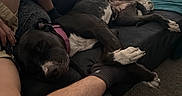 Fae Marie is registered to the contest to win money with this photo: animal, arm, belly_up, black_and_white_dog, blanket, couch, cozy, dog, human, indoor, leg, living_room, lying_down, pet, pink_collar, relaxed, sleeping, sock, sofa, white_paws