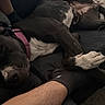 animal, arm, belly_up, black_and_white_dog, blanket, couch, cozy, dog, human, indoor, leg, living_room, lying_down, pet, pink_collar, relaxed, sleeping, sock, sofa, white_paws