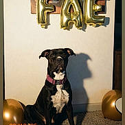 Fae Marie joined the competition — help win amazing prizes! animal, balloon, black_dog, carpet, celebration, collar, date_stamp, decoration, dog, floor, furniture, gold_balloon, indoor, party, pet, pink_collar, shadow, sitting, wall, white_chest