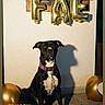 animal, balloon, black_dog, carpet, celebration, collar, date_stamp, decoration, dog, floor, furniture, gold_balloon, indoor, party, pet, pink_collar, shadow, sitting, wall, white_chest