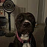 Fae Marie is registered to the contest to win money with this photo: animal, black_and_white_dog, carpet, collar, dark_fur, dog, door, floor_fan, front_facing, home, indoor, living_room, pet, pink_collar, portrait, serious_expression, shelves, sitting, wall_art, white_chest