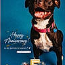 anniversary, birthday_candle, black_dog, blue_background, cake, celebration, chocolate_cake, decorations, dog, food, hand, happy_dog, indoor, number_5_candle, pet, pink_collar, smiling, text_overlay, tongue_out, white_chest