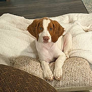 Roper joined the competition — help win amazing prizes! dog, puppy, spaniel, brown_and_white, floppy_ears, pet, animal, portrait, sitting, indoors, blanket, couch, cushion, living_room, wood_floor, cozy, cute, looking_at_camera, paws, home