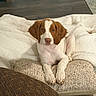 dog, puppy, spaniel, brown_and_white, floppy_ears, pet, animal, portrait, sitting, indoors, blanket, couch, cushion, living_room, wood_floor, cozy, cute, looking_at_camera, paws, home