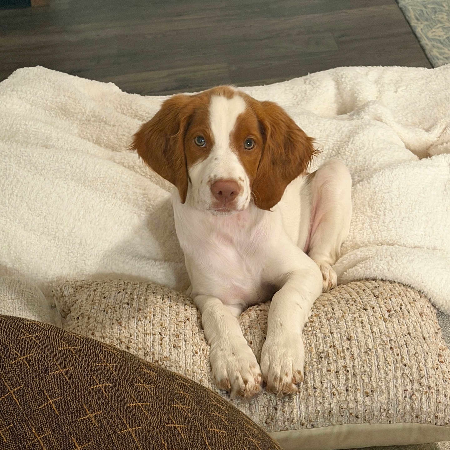 Roper joined the competition — help win amazing prizes! dog, puppy, spaniel, brown_and_white, floppy_ears, pet, animal, portrait, sitting, indoors, blanket, couch, cushion, living_room, wood_floor, cozy, cute, looking_at_camera, paws, home