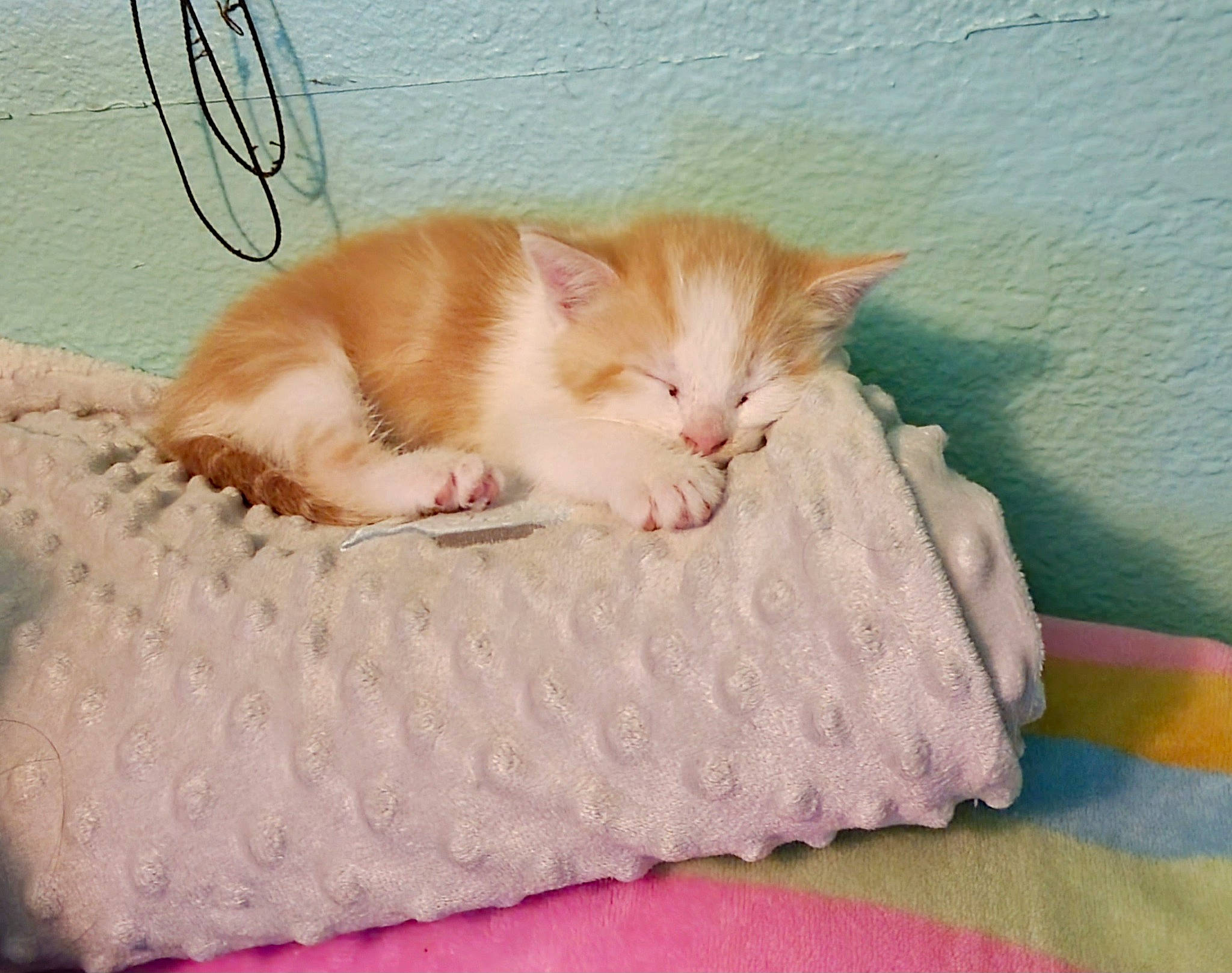 Cinnamon is registered to the contest to win money with this photo: basket, bed, bedding, carnivore, cat, cat_bed, cat_supply, comfort, domestic_short_haired_cat, fawn, felidae, fur, linens, paw, small_to_medium_sized_cats, snout, tail, textile, whiskers, wood