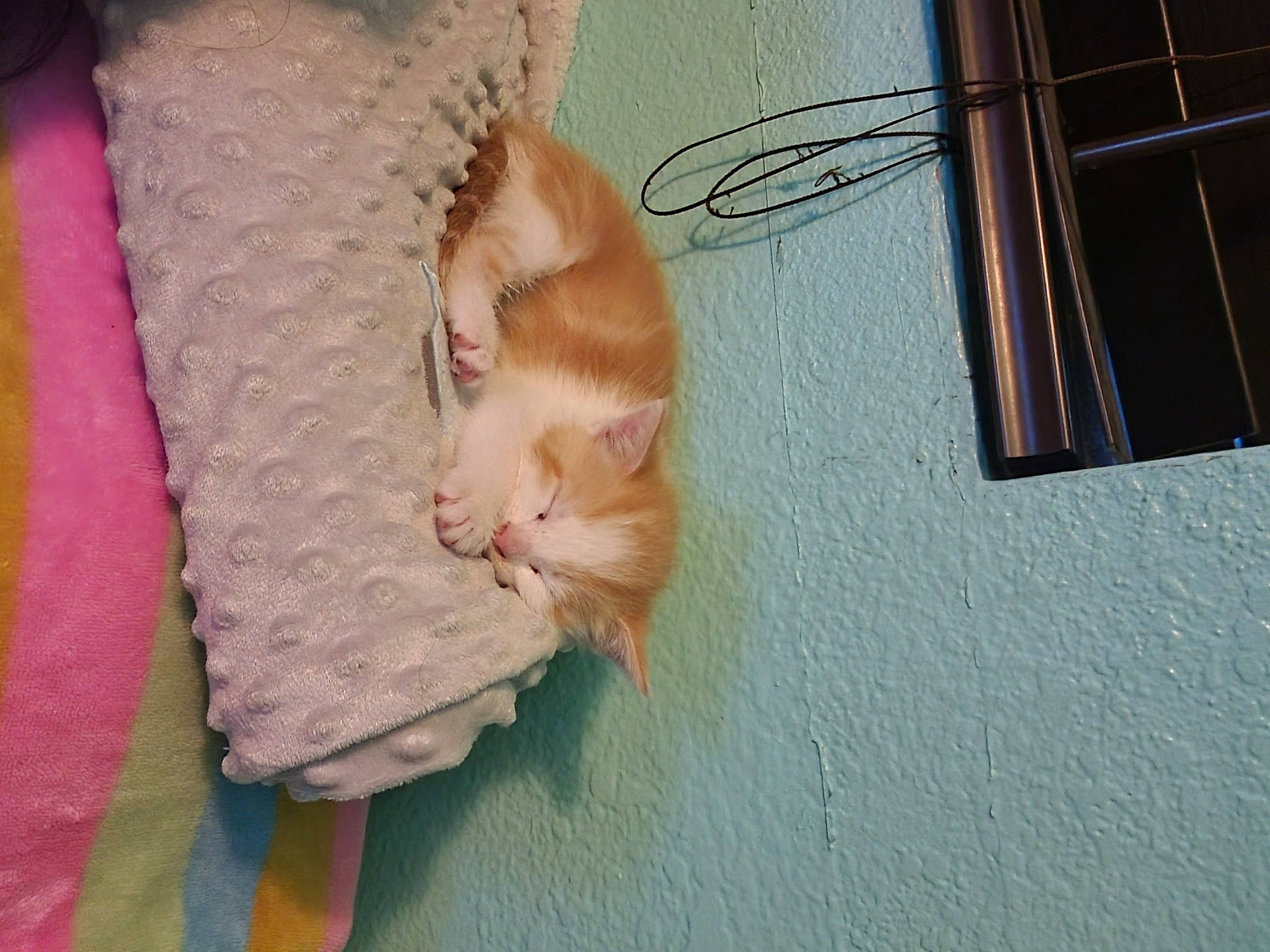 Cinnamon joined the competition — help win amazing prizes! carnivore, cat, comfort, eye, fawn, felidae, finger, flooring, foot, fur, hand, human_leg, leg, linens, nail, small_to_medium_sized_cats, tail, whiskers, wood, wool