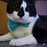 Jack Skellington is registered to the contest to win money with this photo: animal, black_and_white, bow_tie, cat, close_up, cute, domestic_cat, eyes, feline, floor, fur, indoor, mammal, nose, paw, pet, portrait, relaxed, stylish, whiskers