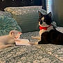 animal, bed, black_and_white_cat, bow_tie, cat, cozy, cute, domestic, floral_pattern, furniture, indoor, kitten, light, pet, pillow, playing, resting, tablet, technology, white_cat