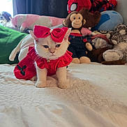 Sky is registered to the contest to win money with this photo: animal, bed, cat, cozy, curtain, cute, feline, indoor, kitten, monkey_plush, pet, plush_toys, red_bow, red_dress, resting, soft_toys, spiderman_plush, stuffed_animals, white_cat, window