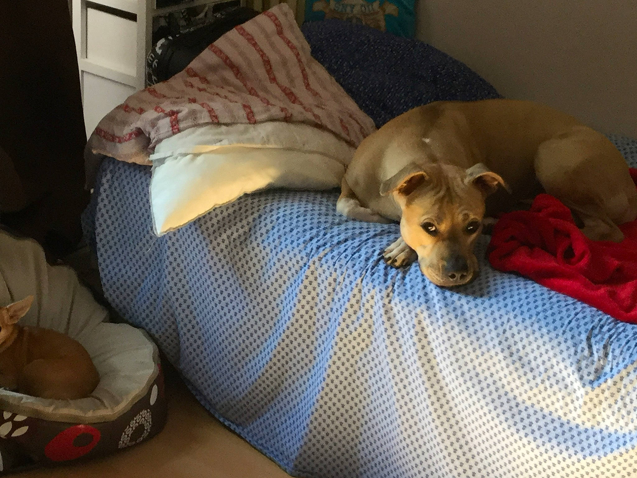 Mafia a rejoint le concours — aidez-le/la à gagner de superbes lots ! azawakh, bed, canidae, carnivore, comfort, companion_dog, dog, dog_bed, dog_breed, fawn, furniture, galgo_espanol, greyhound, italian_greyhound, linens, lurcher, nap, room, snout, whippet