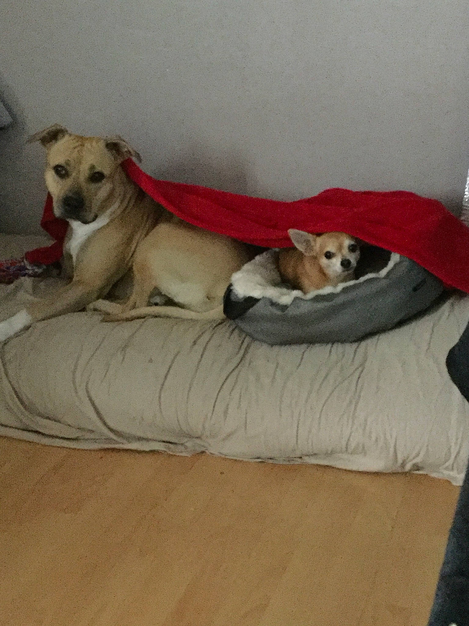 Mafia participe au concours pour gagner de l'argent avec cette photo : bed, canidae, carnivore, comfort, companion_dog, dog, dog_bed, dog_breed, fawn, furniture, labrador_husky, labrador_retriever, mammal, mattress, puppy, retriever, sporting_group, tail