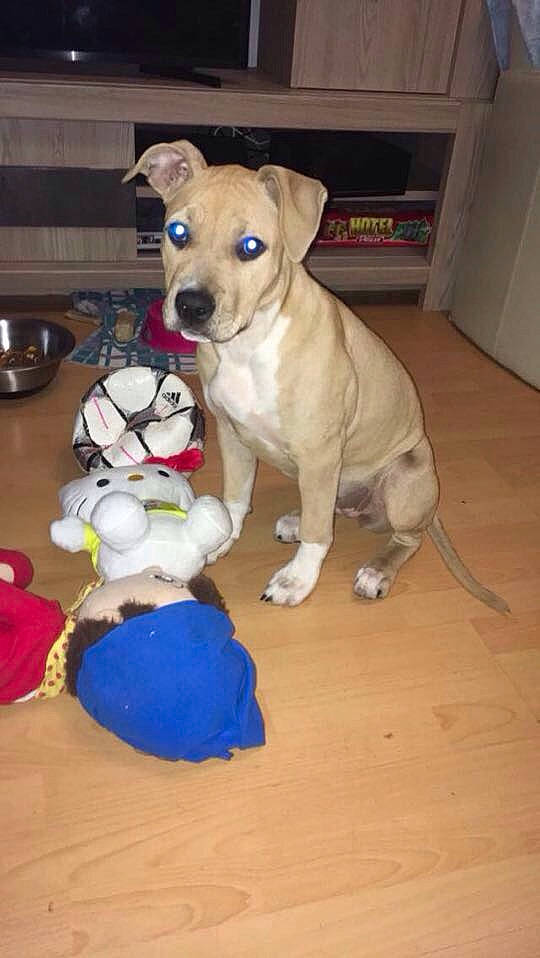 Mafia participe au concours pour gagner de l'argent avec cette photo : beagador, canidae, carnivore, companion_dog, dog, dog_breed, fawn, labrador_retriever, mammal, potcake_dog, puppy, rare_breed_dog, sporting_group, vertebrate