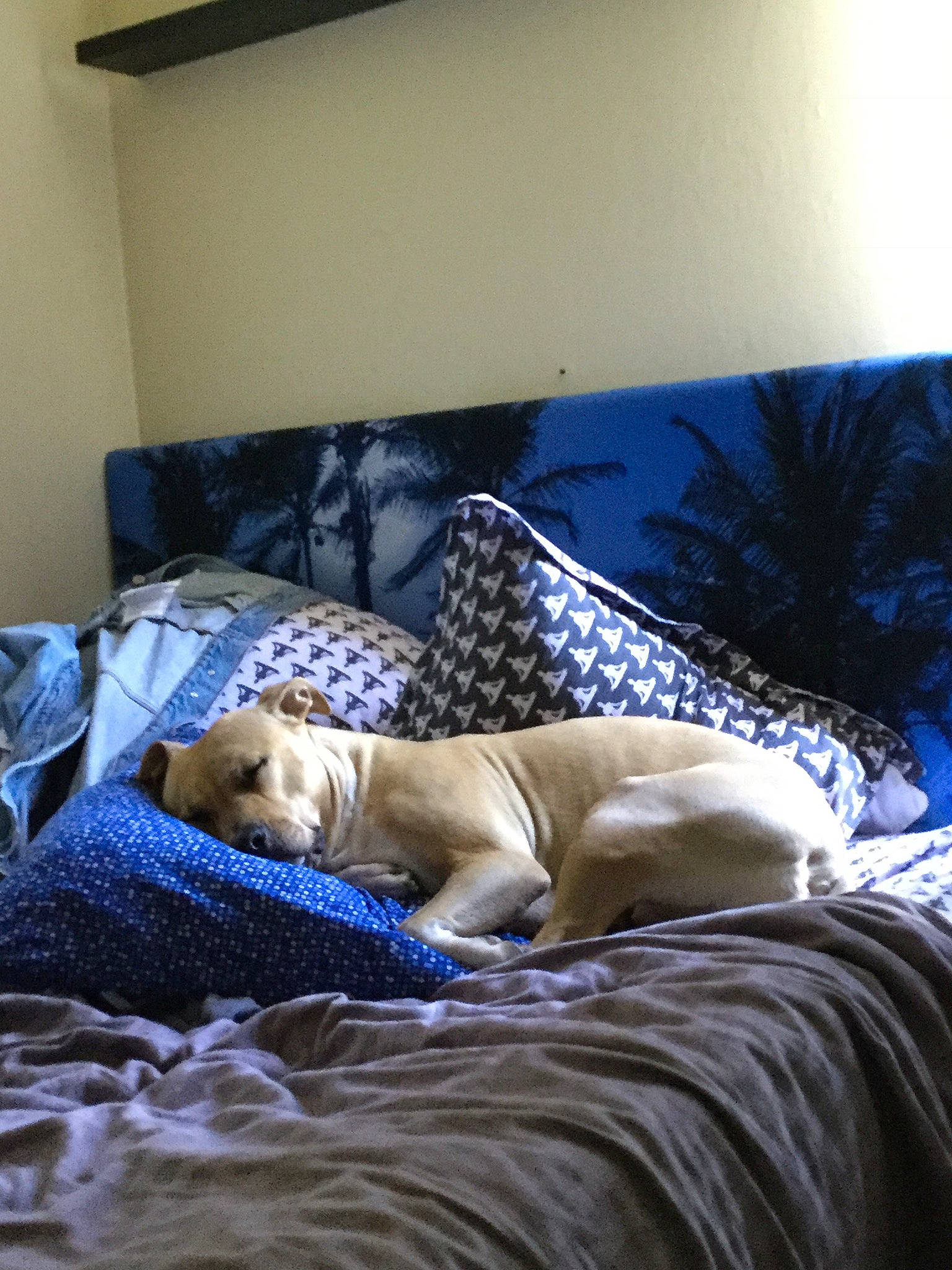 Mafia a rejoint le concours — aidez-le/la à gagner de superbes lots ! bed, bed_sheet, bedding, bedroom, blue, canidae, carnivore, comfort, companion_dog, couch, dog, dog_breed, furniture, labrador_retriever, linens, nap, pillow, retriever, room, sporting_group