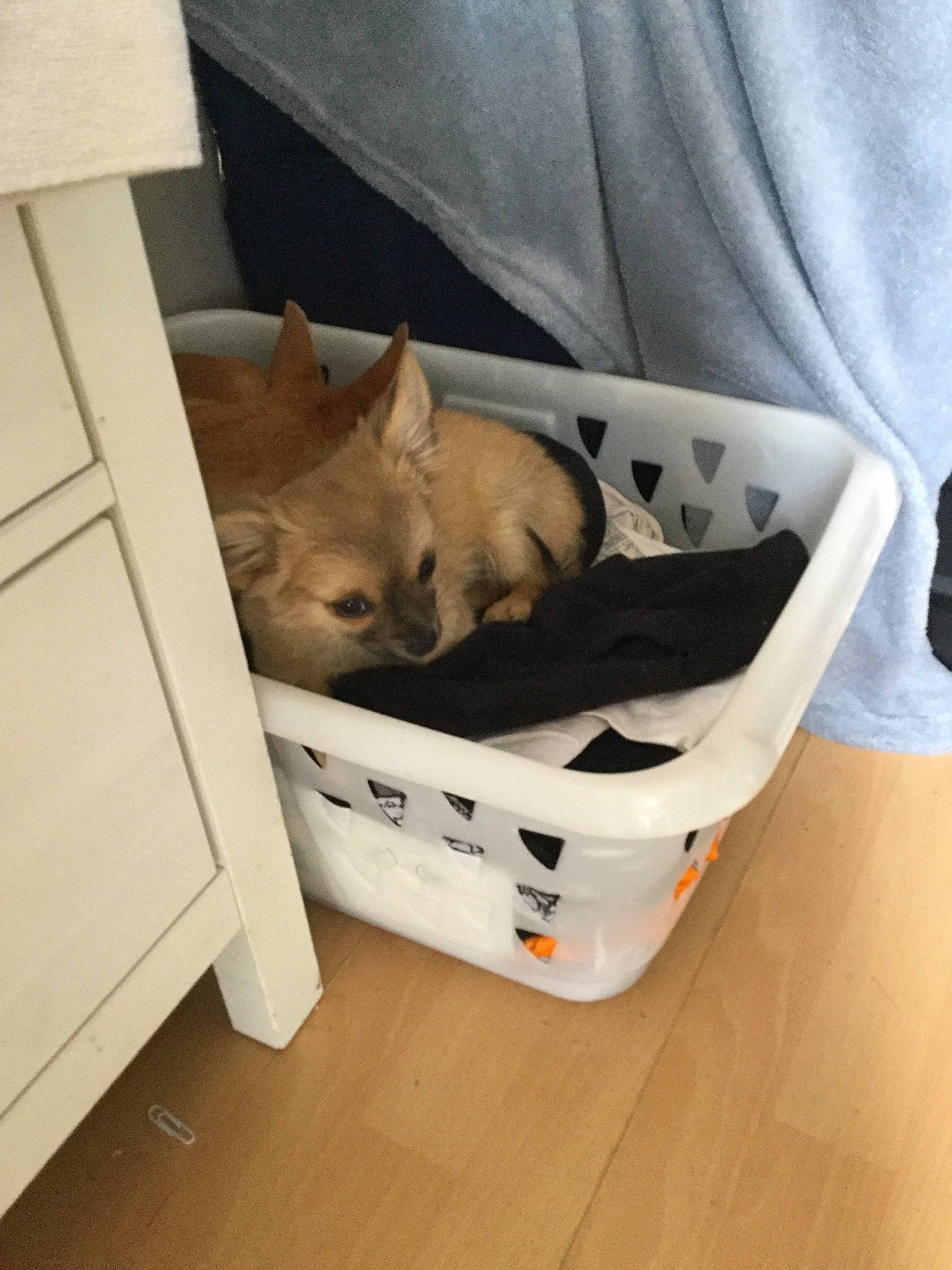 Cooki a rejoint le concours — aidez-le/la à gagner de superbes lots ! burmese, canidae, carnivore, cat, chihuahua, comfort, companion_dog, dog, dog_bed, dog_breed, fawn, felidae, kitten, puppy, small_to_medium_sized_cats, tonkinese