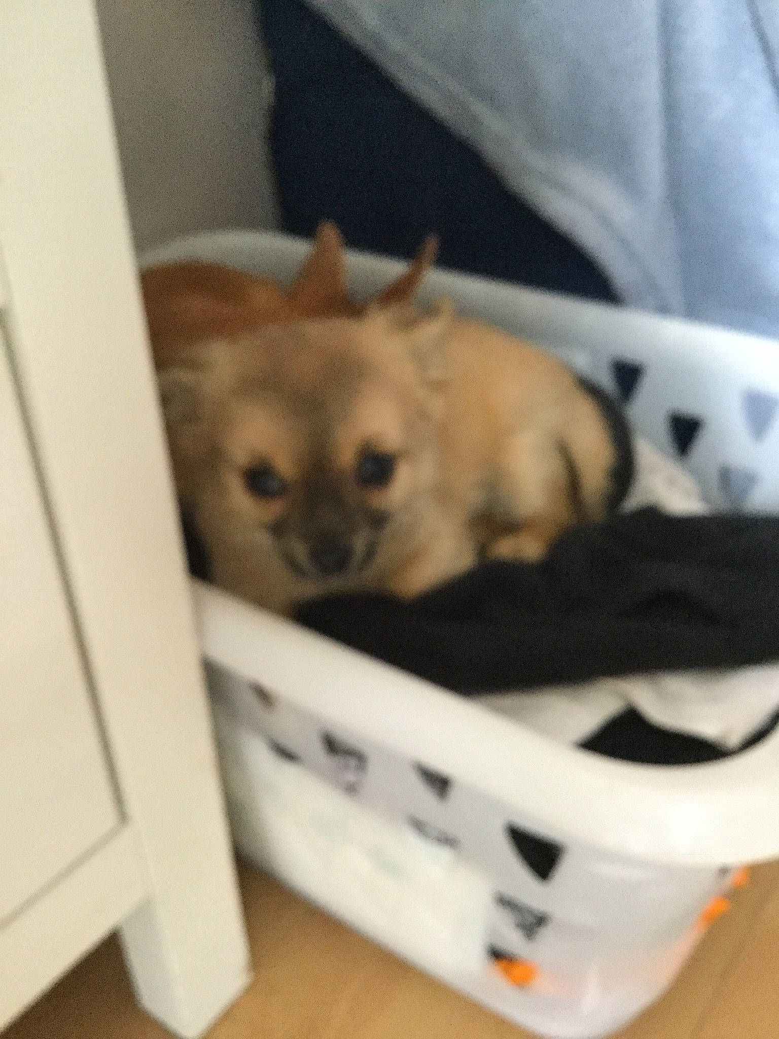 Cooki a rejoint le concours — aidez-le/la à gagner de superbes lots ! canidae, carnivore, chihuahua, companion_dog, dog, dog_breed, fawn, mammal, pomeranian, puppy, snout, toy_dog, vertebrate