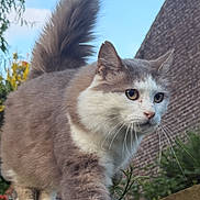 Panettone participe au concours pour gagner de l'argent avec cette photo : cat, feline, fluffy, long_hair, gray_fur, white_fur, blue_eyes, whiskers, pointed_ears, tail, outdoor, garden, fence, wood, brick_wall, blue_sky, standing, balancing, animal_portrait, close_up