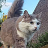 cat, feline, fluffy, long_hair, gray_fur, white_fur, blue_eyes, whiskers, pointed_ears, tail, outdoor, garden, fence, wood, brick_wall, blue_sky, standing, balancing, animal_portrait, close_up