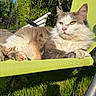 Panettone a rejoint le concours — aidez-le/la à gagner de superbes lots ! cat, feline, gray_and_white, fluffy, longhaired, yellow_eyes, pink_nose, whiskers, sitting, lounging, paws, outdoor, garden, backyard, greenery, chair, sunlight, grass, portrait, relaxed