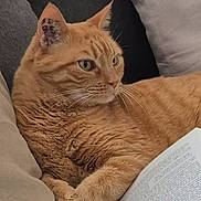 Google participe au concours pour gagner de l'argent avec cette photo : abyssinian, animal, blanket, book, cat, chair, couch, cushion, furniture, homedecor, indoors, interiordesign, kitten, manx, person, pet, publication, quilt, reading, sleeping