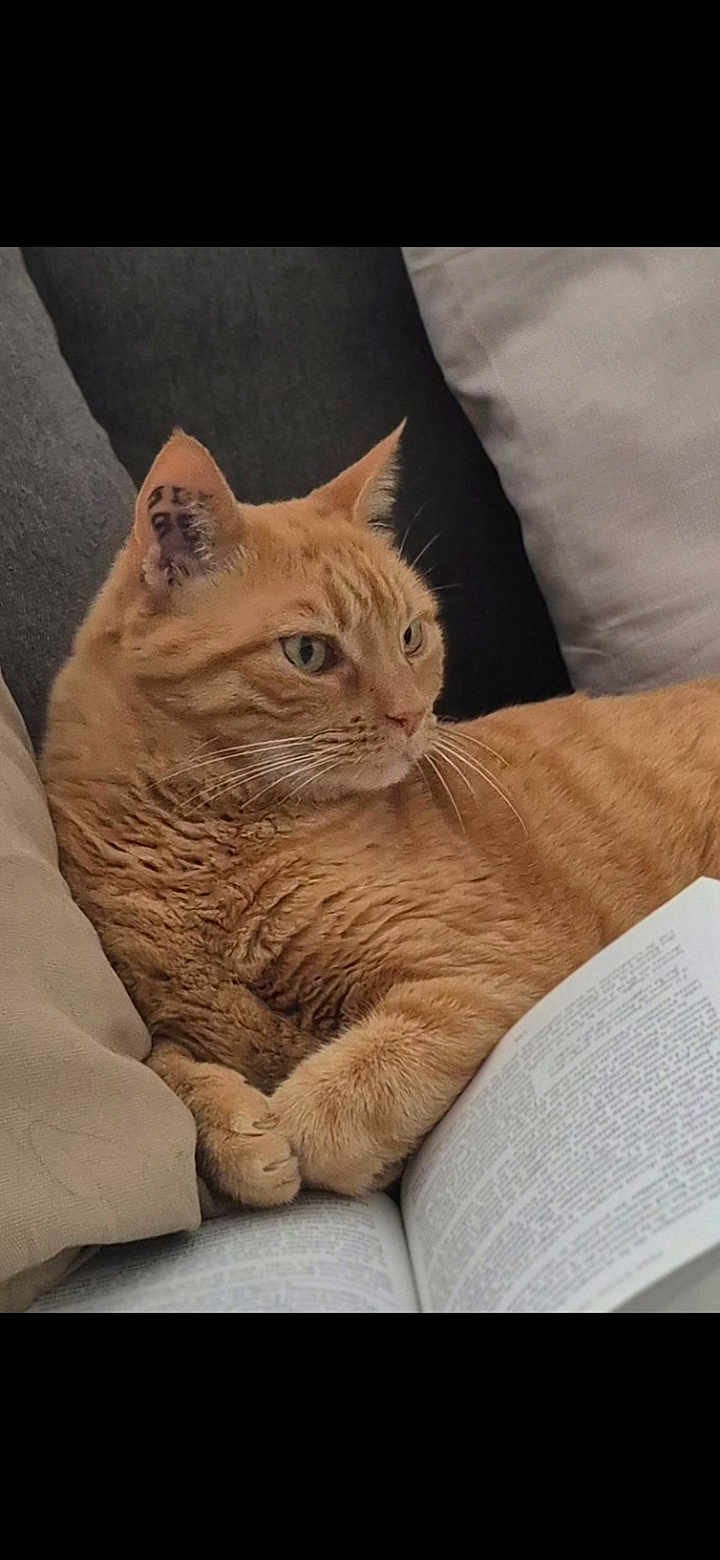 Google participe au concours pour gagner de l'argent avec cette photo : abyssinian, animal, blanket, book, cat, chair, couch, cushion, furniture, homedecor, indoors, interiordesign, kitten, manx, person, pet, publication, quilt, reading, sleeping