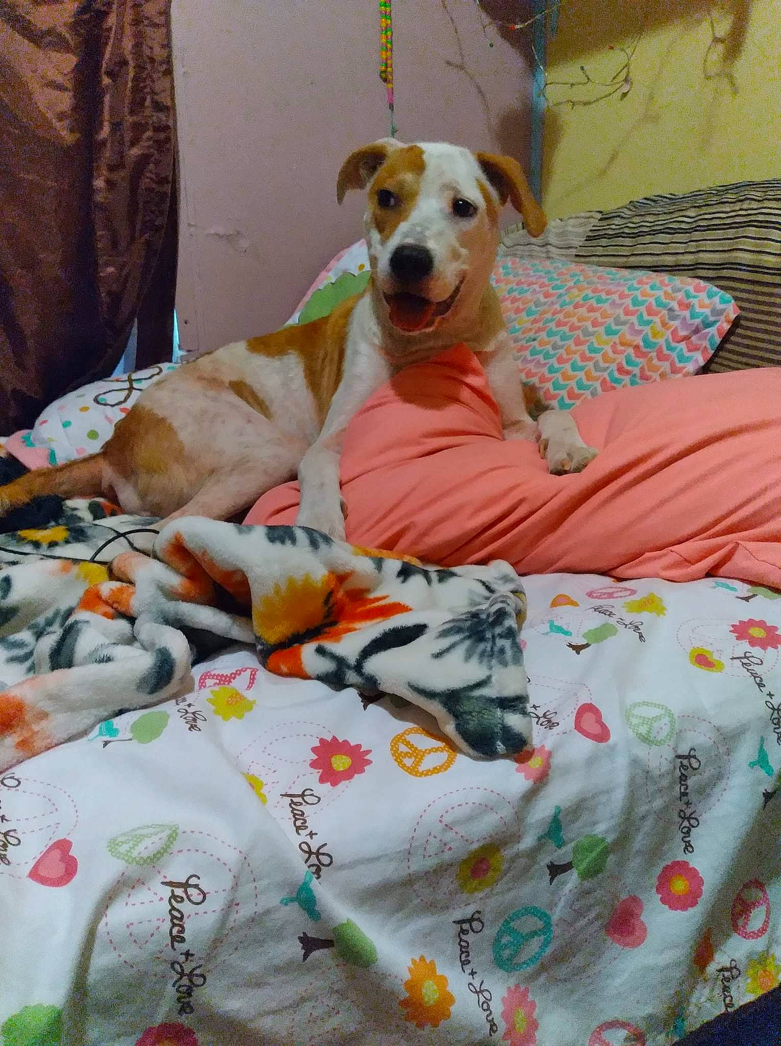 Charlie joined the competition — help win amazing prizes! bed, bed_sheet, bedding, canidae, carnivore, collar, comfort, companion_dog, couch, dog, dog_breed, dog_supply, fawn, linens, mammal, pet_supply, pillow, room, sporting_group, working_animal