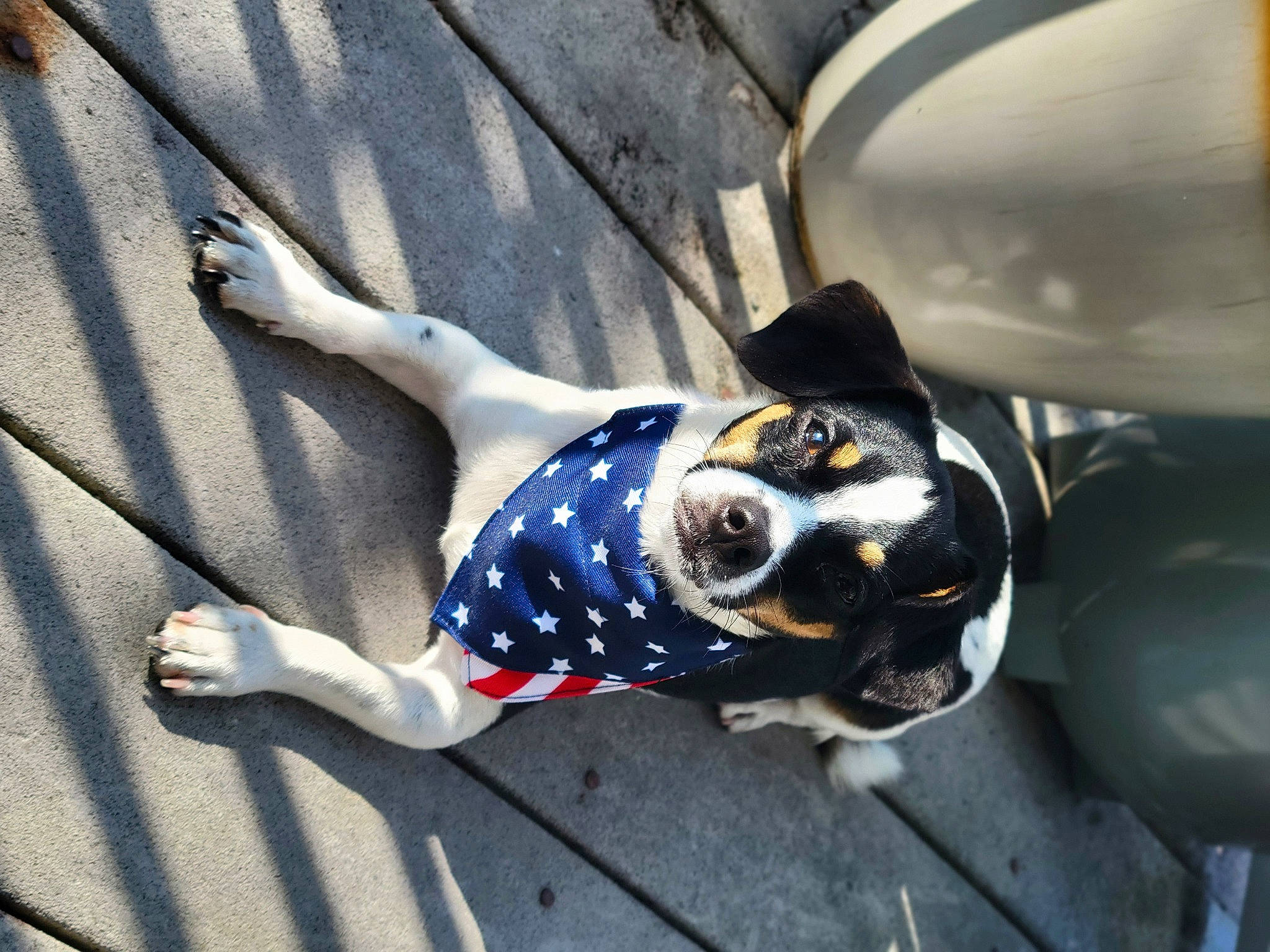 Jj is registered to the contest to win money with this photo: auto_part, automotive_design, automotive_exterior, automotive_lighting, automotive_tire, automotive_wheel_system, car, carnivore, dog, electric_blue, fender, hood, hubcap, human_leg, motor_vehicle, rim, tire, vehicle, vehicle_door, wheel