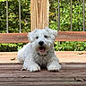 dog, white_dog, fluffy, pet, outdoor, wooden_deck, tongue_out, happy, relaxed, greenery, fence, sunlight, nature, animal, canine, resting, summer, daylight, closeup, portrait