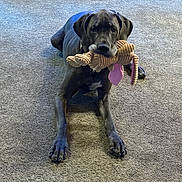 Lou is registered to the contest to win money with this photo: dog, great_dane, carpet, indoor, plush_toy, pet, animal, laying_down, canine, mammal, large_dog, domestic_animal, cute, playful, toy, floor, resting, looking, ears, paws
