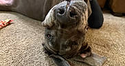 Lou joined the competition — help win amazing prizes! dog, upside_down, carpet, indoor, pet, canine, nose, toy, living_room, brown, relaxed, playful, ears, floor, furniture, animal, companion, cute, domestic, portrait
