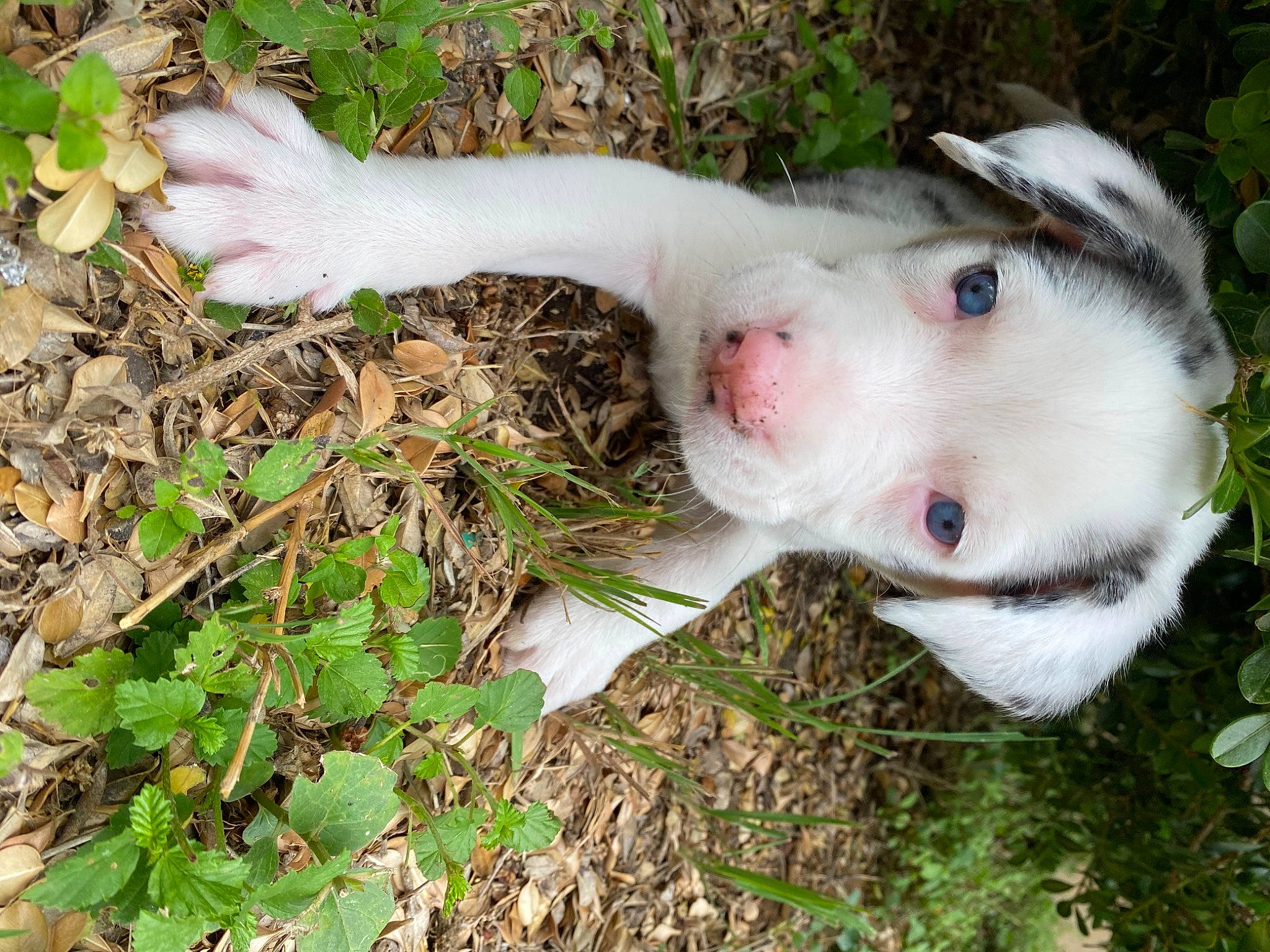 Sora joined the competition — help win amazing prizes! american_pit_bull_terrier, border_collie, canidae, carnivore, dog, dog_breed, dogo_argentino, grass, mammal, non_sporting_group, nose, pit_bull, puppy