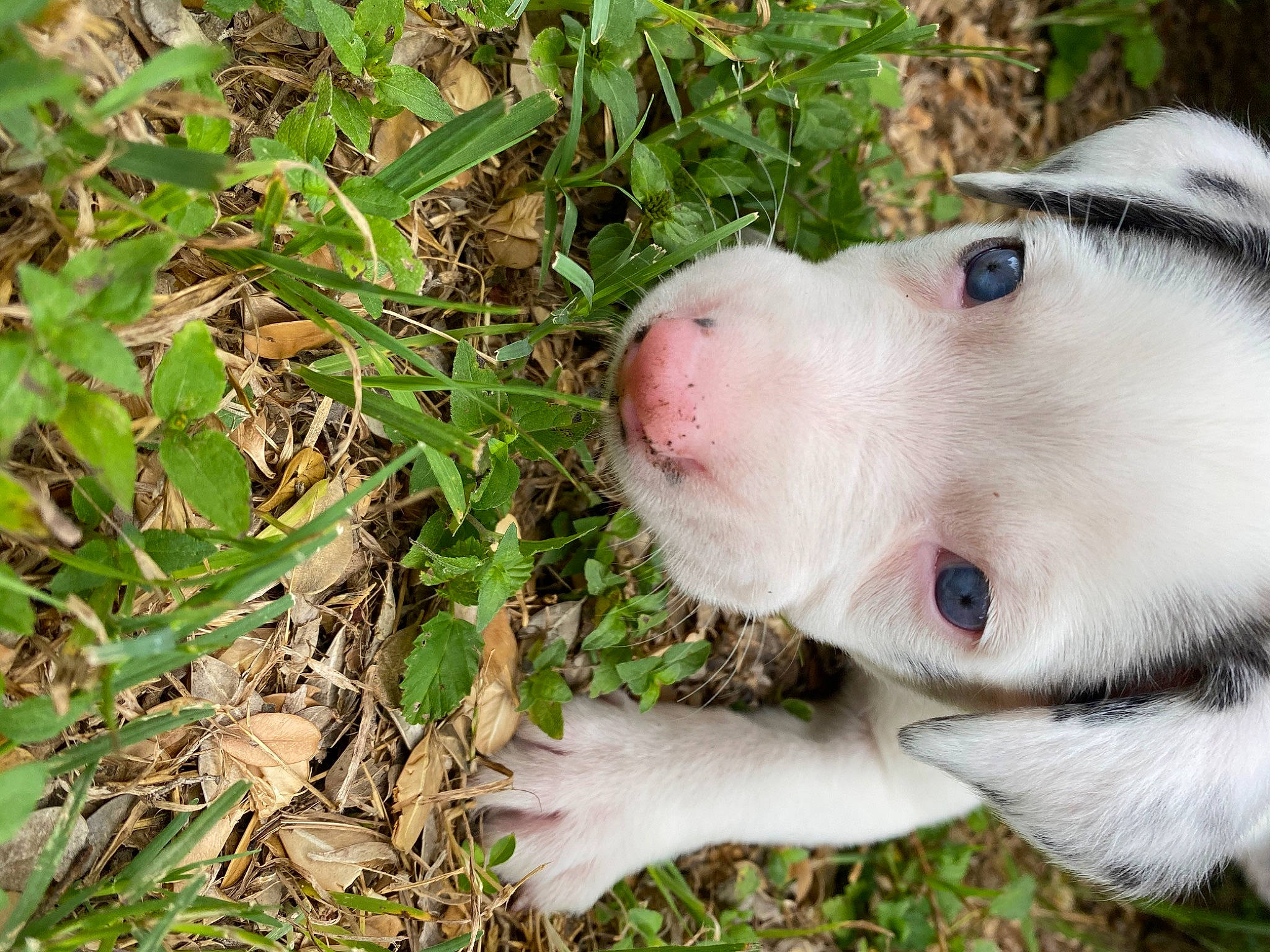 Sora is registered to the contest to win money with this photo: american_bulldog, american_pit_bull_terrier, australian_bulldog, bulldog, canidae, carnivore, catahoula_bulldog, dog, dog_breed, dogo_argentino, fawn, grass, mammal, non_sporting_group, nose, pit_bull, puppy, snout, sporting_group, vertebrate