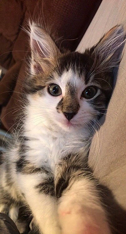 Sailor joined the competition — help win amazing prizes! aegean_cat, american_wirehair, asian, carnivore, cat, domestic_long_haired_cat, domestic_short_haired_cat, european_shorthair, felidae, fur, kitten, maine_coon, mammal, norwegian_forest_cat, polydactyl_cat, small_to_medium_sized_cats, snout, tabby_cat, vertebrate, whiskers