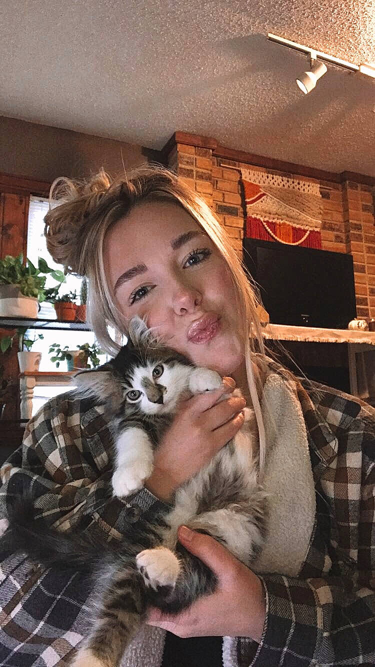 Sailor is registered to the contest to win money with this photo: american_curl, american_shorthair, asian, carnivore, cat, companion_dog, fawn, felidae, fur, kitten, norwegian_forest_cat, small_to_medium_sized_cats, whiskers