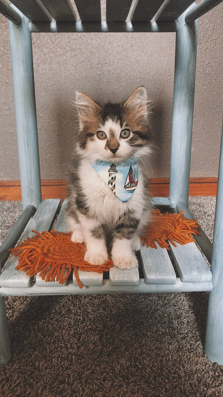 Sailor joined the competition — help win amazing prizes! aegean_cat, animal_shelter, carnivore, cat, domestic_long_haired_cat, domestic_short_haired_cat, fawn, felidae, kitten, maine_coon, mammal, norwegian_forest_cat, polydactyl_cat, ragamuffin, siberian, small_to_medium_sized_cats, somali, vertebrate, whiskers