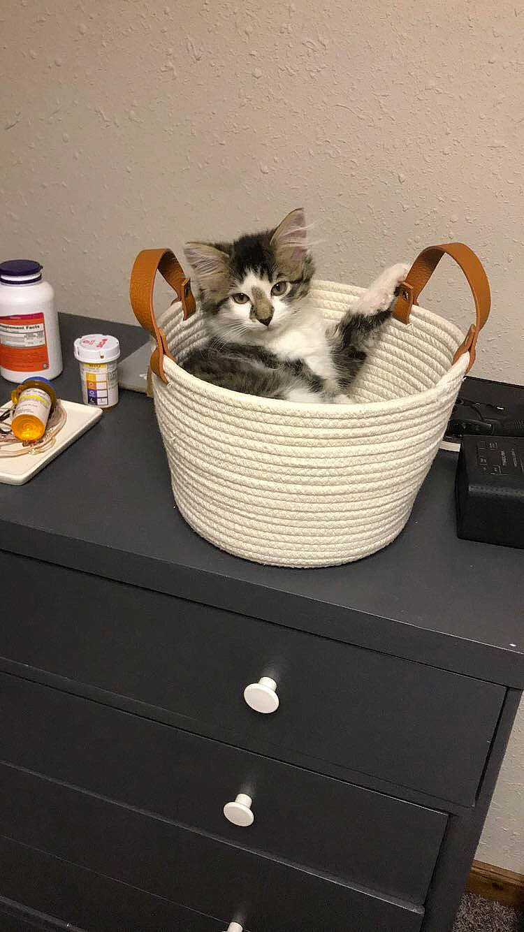 Sailor is registered to the contest to win money with this photo: basket, bucket, carnivore, cat, domestic_short_haired_cat, european_shorthair, felidae, home_accessories, kitten, small_to_medium_sized_cats, whiskers