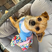 Rebecca is registered to the contest to win money with this photo: blue_top, chair, clothing, colorful, curious_eyes, cushion, cute, dog, ears, floral_pattern, fur, furniture, looking_up, nose, outdoor, pet, pink_bow, relaxing, small_dog, whiskers