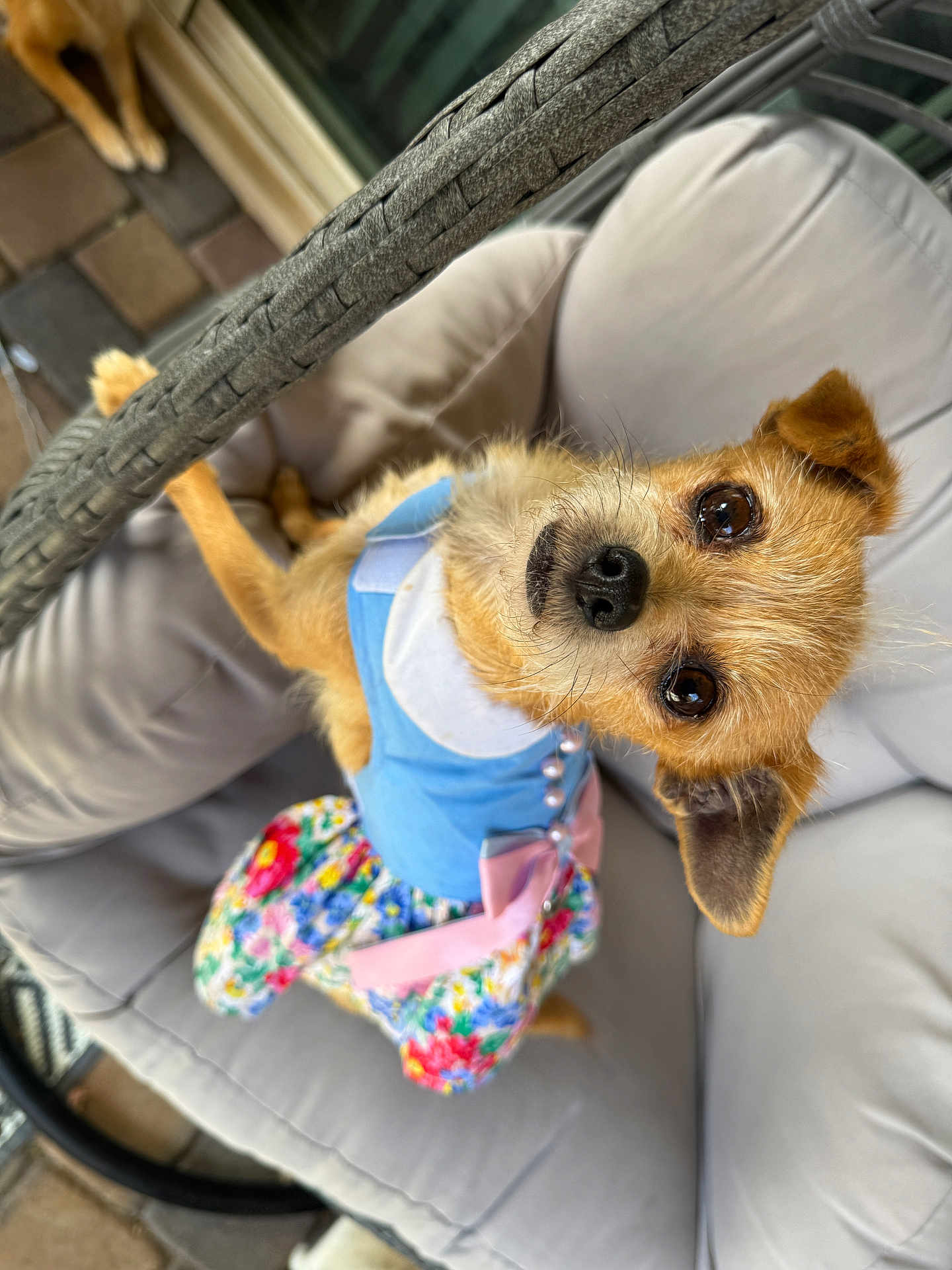 Rebecca is registered to the contest to win money with this photo: blue_top, chair, clothing, colorful, curious_eyes, cushion, cute, dog, ears, floral_pattern, fur, furniture, looking_up, nose, outdoor, pet, pink_bow, relaxing, small_dog, whiskers